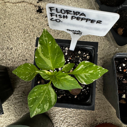 Sista Seeds by Florida Fish Pepper Co